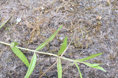 Veronica scutellata