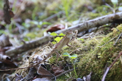 Diploderma swinhonis