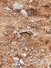 Danaus chrysippus