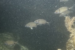 Diplodus vulgaris