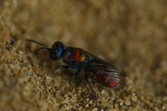 Chrysidinae
