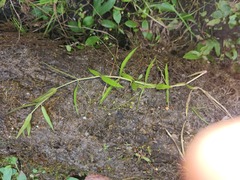 Veronica scutellata