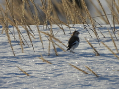 Plectrophenax nivalis