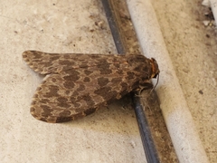 Olepa ricini