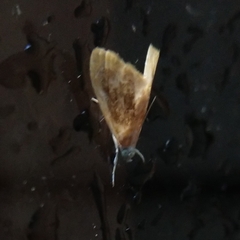 Glaphyria fulminalis