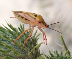 Carpocoris mediterraneus