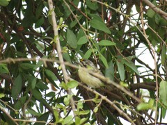 Pogoniulus chrysoconus