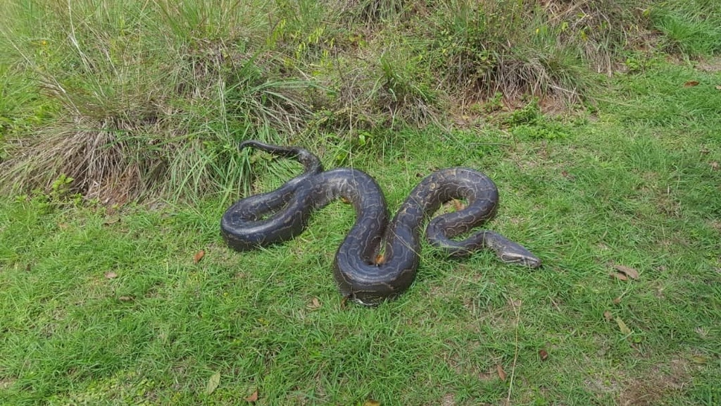 African Rock Python in August 2022 by Nkima56. 2nd august · iNaturalist