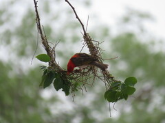 Anaplectes rubriceps rubriceps