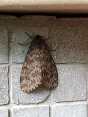 Olepa ricini