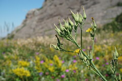 Lactuca quercina