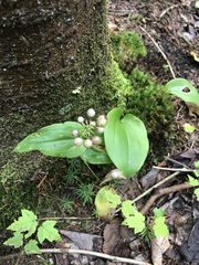 Maianthemum canadense