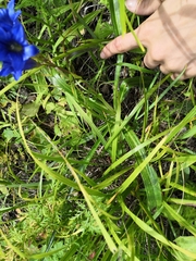 Gentiana