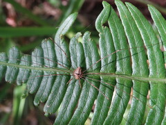 Dicranopalpus ramosus