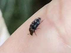 Dermestidae