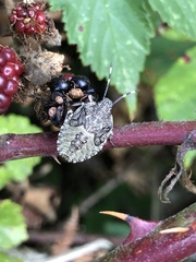 Rhaphigaster nebulosa