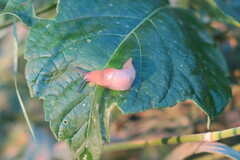 Deroceras reticulatum