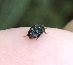 Dermestidae
