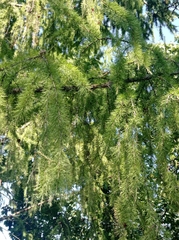 Larix decidua