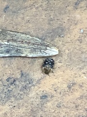 Dermestidae