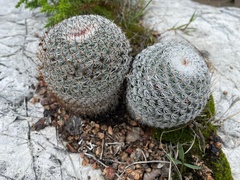 Mammillaria haageana