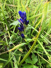 Gentiana decumbens