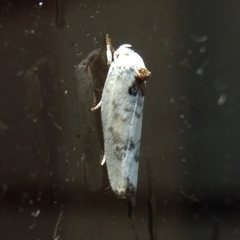 Antaeotricha