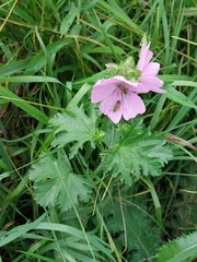 Malva moschata