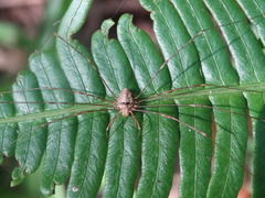 Dicranopalpus ramosus