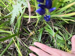 Gentiana decumbens