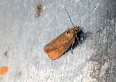 Celypha rufana