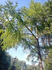 Larix decidua