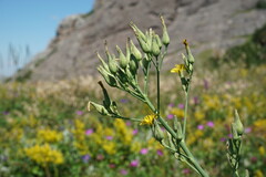 Lactuca quercina
