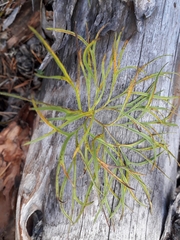 Pulsatilla