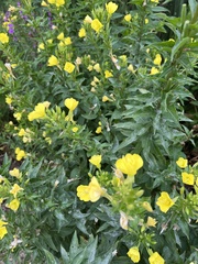 Oenothera