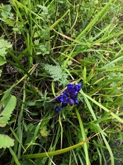 Gentiana decumbens