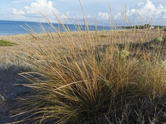 Ammophila arenaria