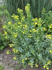 Oenothera