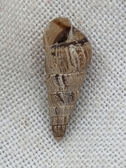 Cochlicella acuta