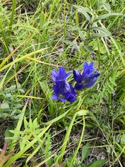 Gentiana decumbens