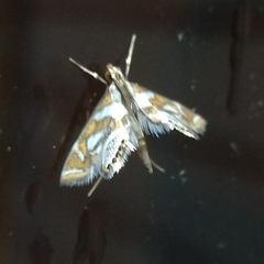 Chrysendeton medicinalis