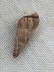 Cochlicella acuta