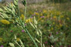 Lactuca quercina