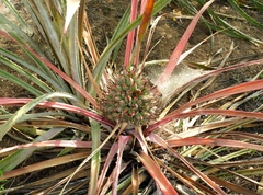 Bromelia hemisphaerica