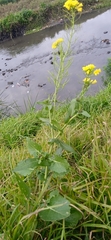 Brassica napus