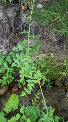 Lactuca canadensis