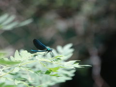 Calopteryx virgo
