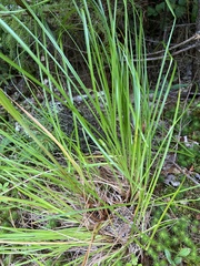 Scirpus cyperinus
