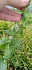 Brassica napus