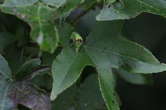 Prolimacodes badia
